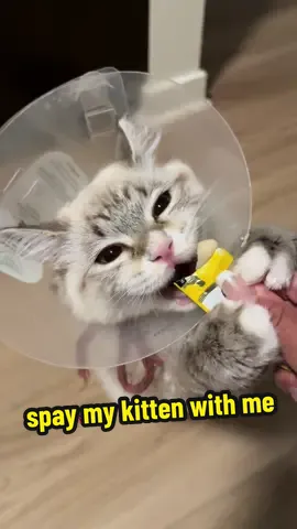 shoutout to churu! Wouldn’t have been able to give cheeni her meds without you 😂 #churu #veterinarian #ragdoll #spayandneuter #catsoftiktok 