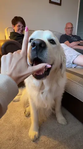 L O V E #fyp #fypp #goldie #goldenretriever 