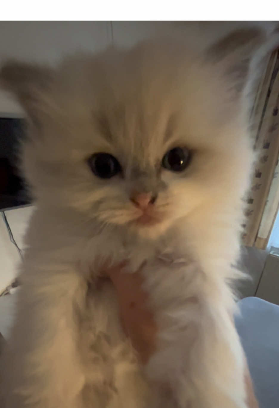 Tiggy wanted to tell a story but he doesn‘t even know that he exists #fy #trend #babycat #ragdoll #cat 