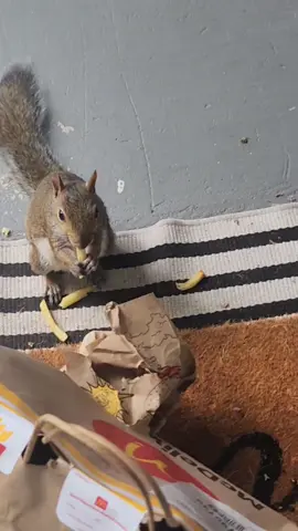 So this happened yesterday😯😂 . . . #hungry ##squirrel #thief #foryou #fyp @McDonald’s 
