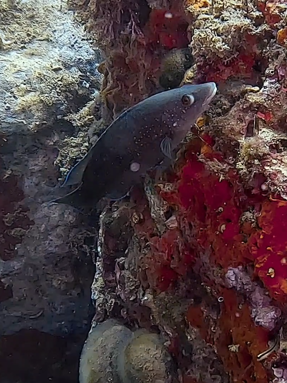 Dive with seaparadisea. #fyp #underwater #asrmvideo #scubalife #buceo 