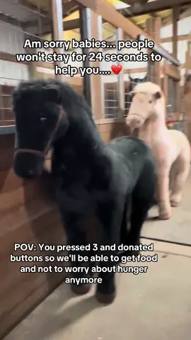 POV: You pressed 3 and donated buttons so we'll be able to get food and not to worry about hunger anymore. #HorsePlus #JusticeForTWH #JusticeForTWH #ADOPTED #EndBigLick #horserescuers #Endanimalabues 
