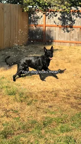 #gsd #germanshepherd #germanshepherdsoftiktok #dogsoftiktok #gsdoftiktok 