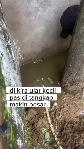 Pantes banyak anak ayam di halaman hilang .. Pas di cek di pinggir rumah ternyata ada ular besar.. Saat saat menegangkan ketika di tangkap   #reels #viral