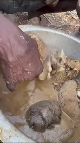 THE OLD MAN FROM THE HADZABE TRIBE PREPARES HIS OWN TRADITIONAL MEAL