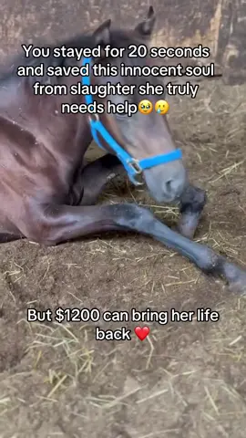 You stayed for 20 seconds and saved this innocent soul from slaughter she truly needs help🥹🥲#fyp #viral #goviral #help #horses #support #donate #london #usa #newyork #horserescue 