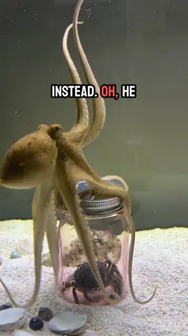 🐙 Watch Tommy the octopus trying to open a jar! 🤯 He's a super thinker like Einstein! Will he unlock the mystery? Stay tuned! #OctopusGenius #octopus #coolpets #nature