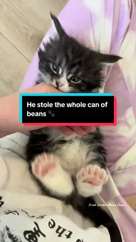 He’s so cute ugh #mainecoon #polydactyl #toebeans #kitten
