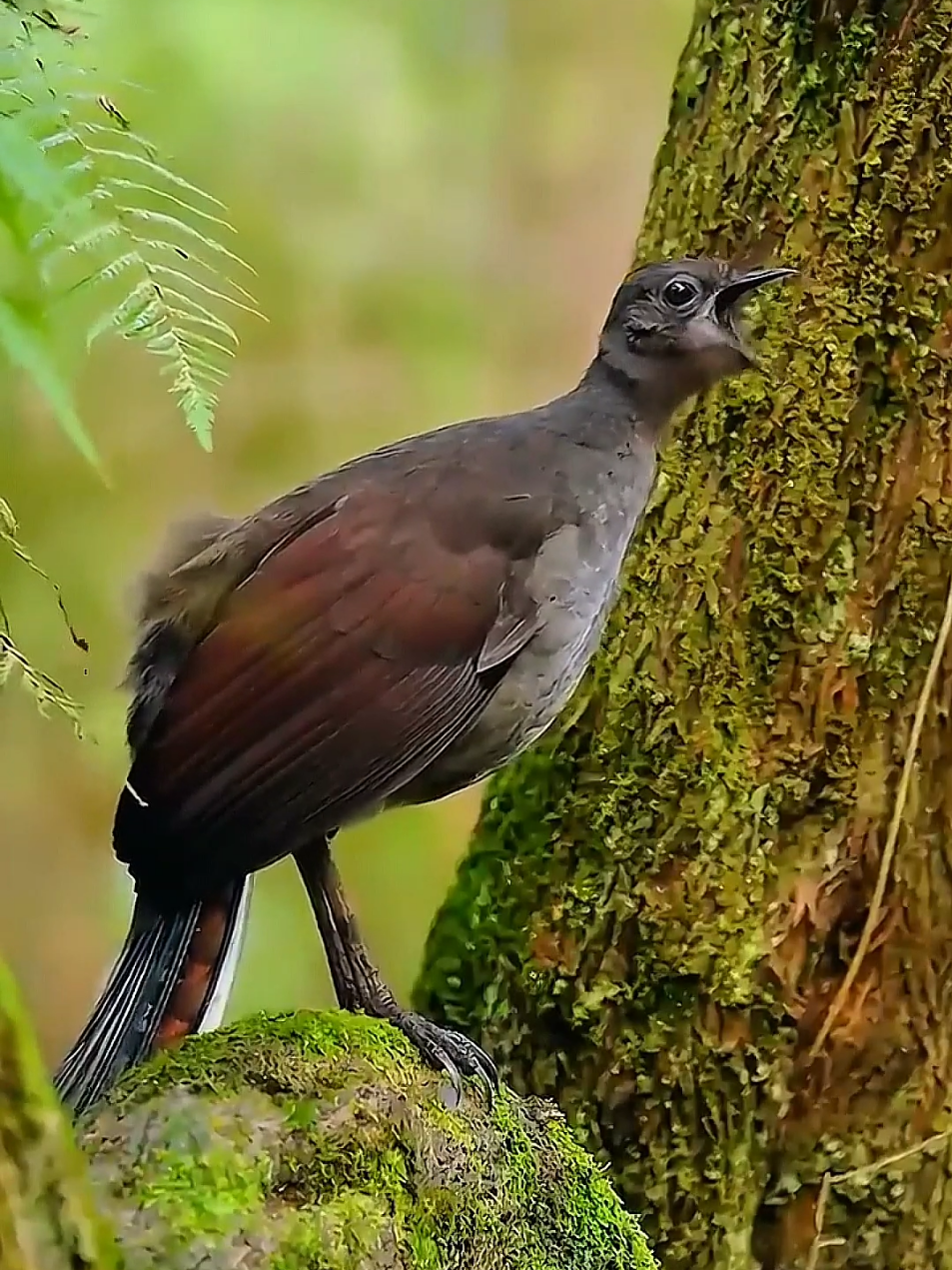 wonderful sounds of nature #animalworld #wildlife #nature #amazingsounds #foryoupage 