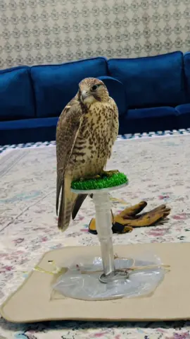 🦅☠️❤️..!