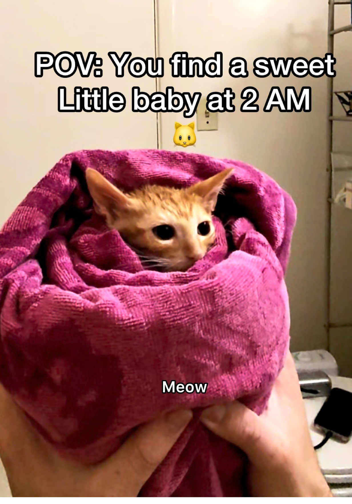 What should we name him? 😂 he’s a talkative little kitty 🐱 #pov #cats #newbornkittens #straycat 