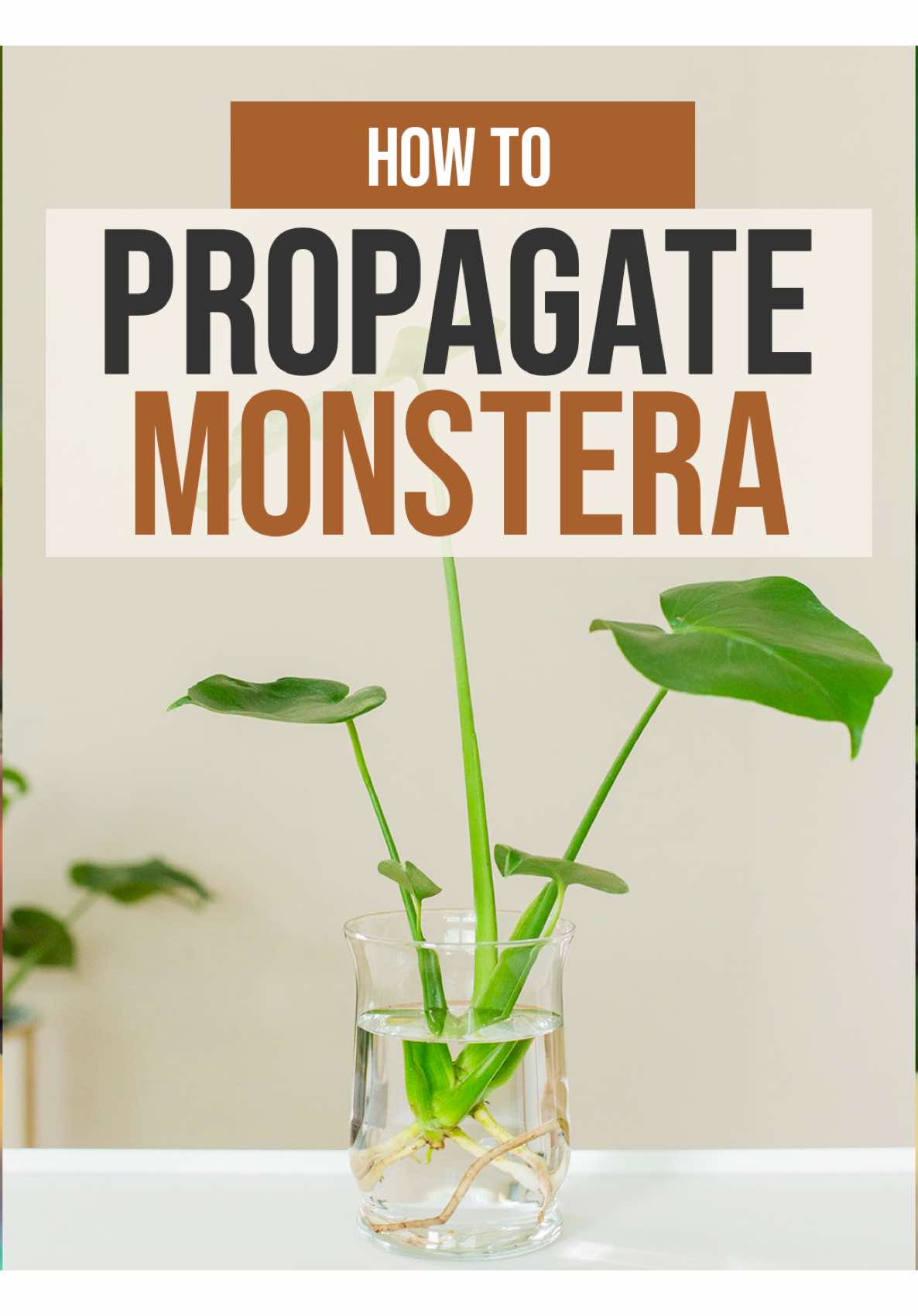 Monstera propagation made simple: identify the node, cut just below, root in water, perlite, or moss, and pot up at 2–3″ with branching into an airy mix. This walk-through covers node ID, clean cuts, wet-stick vs leafed cuttings, and fast-drain potting so you avoid mush and stalled growth. Grab my Indoor Plant Guide for step-by-step propagation on 20 plants with checklists, timing cues, and pot-up milestones. #grow_with_chris #monstera #propagation