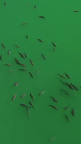 🤯🚨 SO MANY CARP 🚨🤯 Gigantica Main lake 🇫🇷 🐋  #carp #fishing #fish #nature 