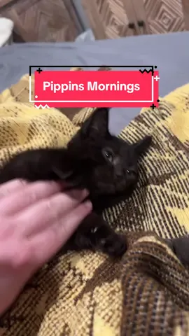 Pippins morning #yseratok #merryandpippin #kittens #yserasarmy #catsoftiktok 