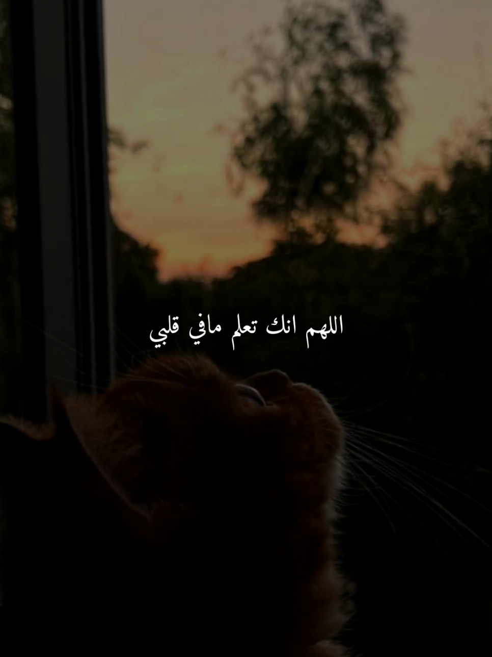 اللهم انك تعلم مافي قلبي وهو بين يديك..🤎 #اللهم_امين #ادعيه #ادعية_اسلامية_تريح_القلب #ادعيه_تريح_القلب #اكسبلور 