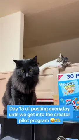 We reached 1,000 friends!! 🤩 now I just need to get into the #creatorpilotprogram 🫶🫶 #catsoftiktok #kittensoftiktok #catlover #blackcats 