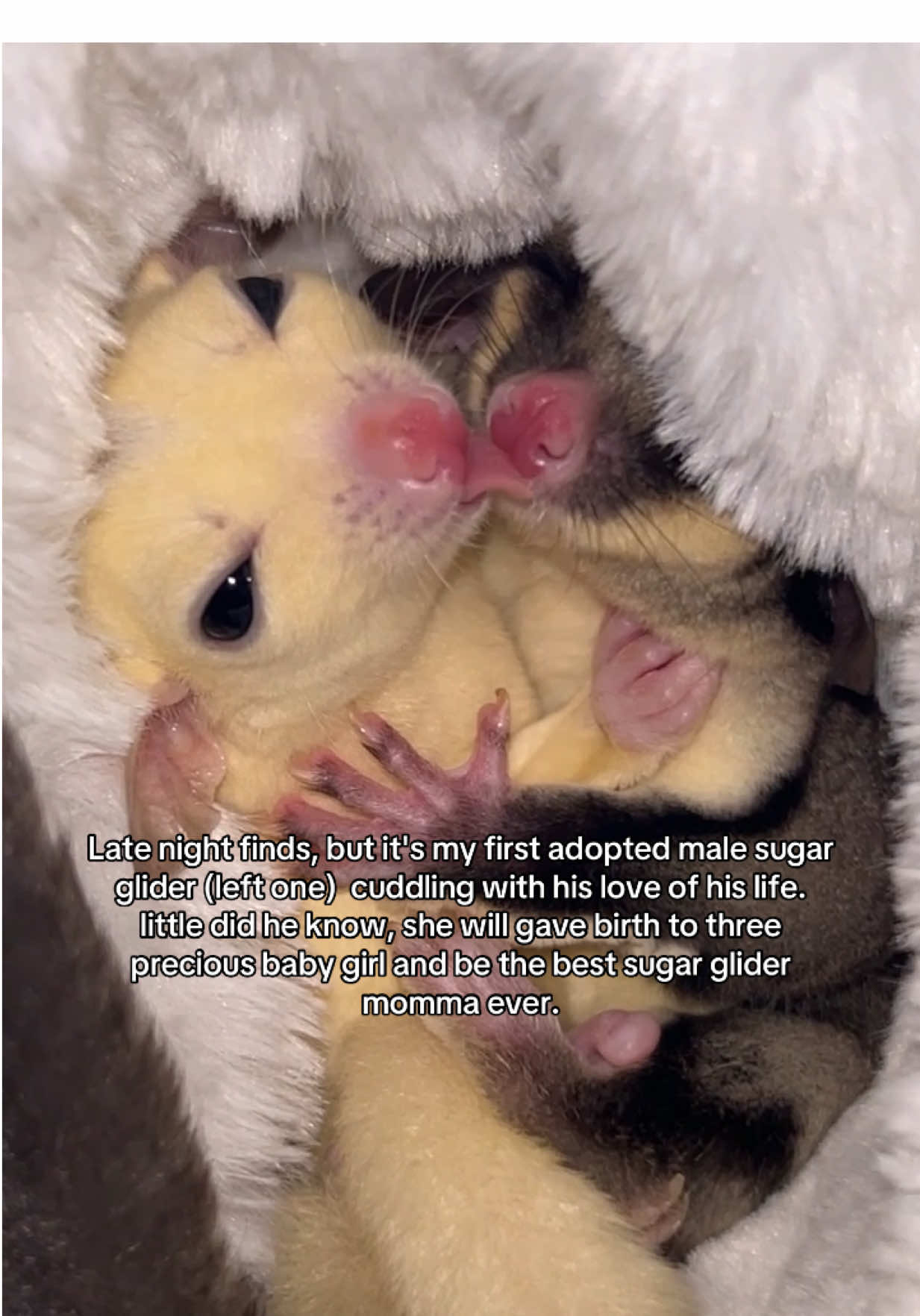 my favorite video of them. 🩷  #sugarglider #latenightfinds #foryoupage #fyp #pet