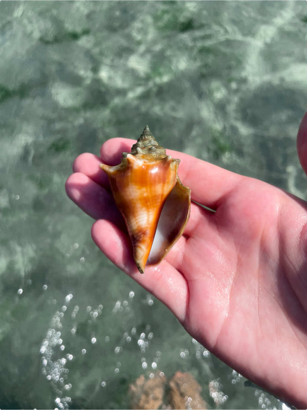 Pretty little juvenile fighting conch 🐚🤎  . . . . . #seashell #shelling #conch #beachfinds #beachcomber