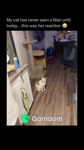 #viral #trending #animals #catsoftiktok #cats 