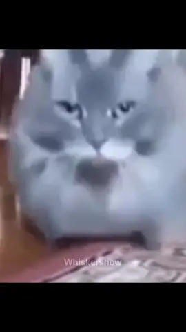 #funny #cats #viral #catsedit #funnycatvideos 