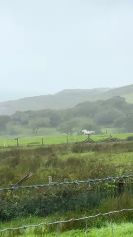 horse gallops in rain dramatically then stops and stares in pensive state 