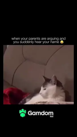 #viral #trending #animals #catsoftiktok #cats 