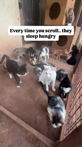 #australia #usa🇺🇸 #cats #animalrescue #supportanimals #wildlife #catslovers 