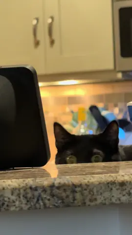 Beans knows she’s not allowed up there 😂 #sneakycat #beansj #beans #blackcat #funnycat 