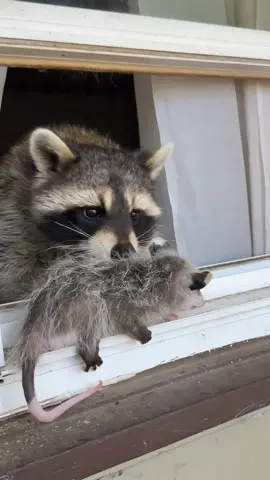 She’s not sure about the new addition to the family #babyopposum #foryoupage #raccoonsoftiktok #raccoonpets #raccoon 