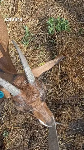 #capre #animals #pascolo #goat  #formaggio 
