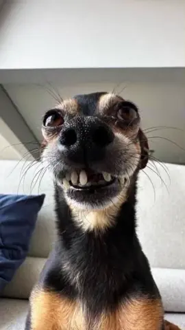 tente não rir 😂#memesbr #tentenãorir #memecut #pets #petcomedy 