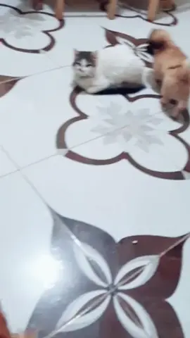 ahora juegan en el cielo 🤍🕊️🥹#gatitos #perritos 