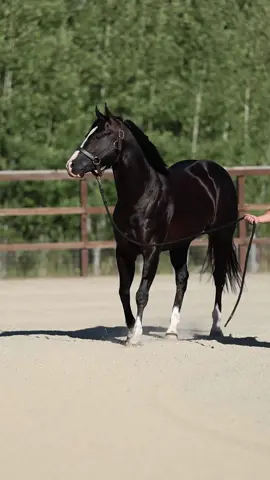 A pretty horse and some good music never gets old 🥵 #starlightquarterhorses #GameLights #stallion #horsesoftiktok #horsetok 