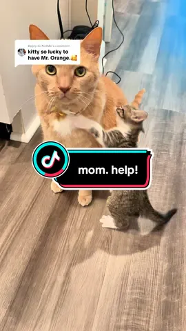 Replying to @NotMe patiently waiting for little noby to grow out of whatever this is 😌 #fyp #cat #kitten #bigbrother #fosterkittens 