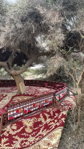#اكسبلور #اكسبلور نجران#اكسبلور ##اكسبلور #♥️🌹 جلسه ع الكيف