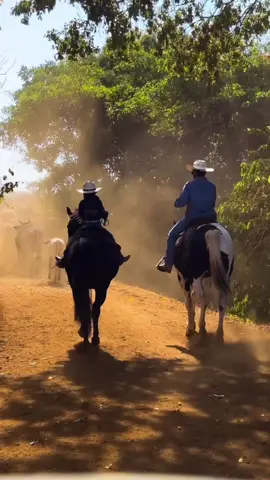 Hoje foi dia de Ultrasom nas vacas 🥰.                                                                #fazenda #paiefilha #fu #country #sertanejo 