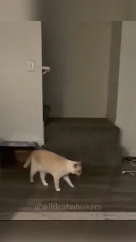so funny!!!#cats #cute #funnycat #funny #funnyvideos