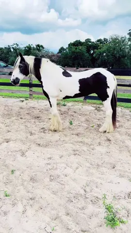 The ever elegant Jasmine, daughter of The White horse one of the original 16 Gypsy Vanner horses to be registered in the world has come home in retirement. Jasmine was loved and owned for much of her life by WR Ranch. Jasmine is GV00004…. The fourth GV to be registered in the world. #gypsyvanner #horse #foryou #farmlife #❤️ 
