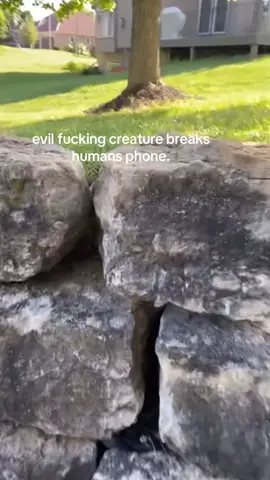 i didnt get jumpscared. #spirituality #bird 