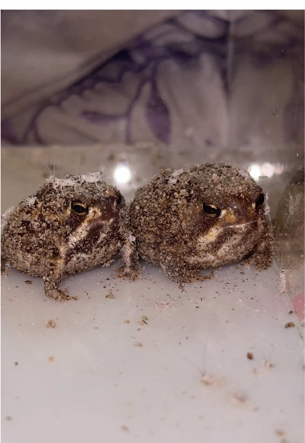 Mcdonel ice cweam machine bwoke #rainfrog 