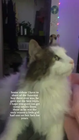 If you guys want more lmk I just think you guys deserve to be shared the love he left on this earth. I miss him more than anything I’ve ever lost before. #imissmycat #fyp #relatable #mentalhealthmatters 