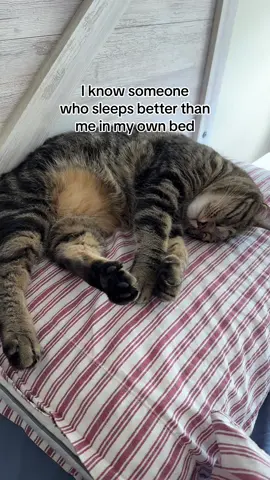 #cat #cats #catsoftiktok #relatable 