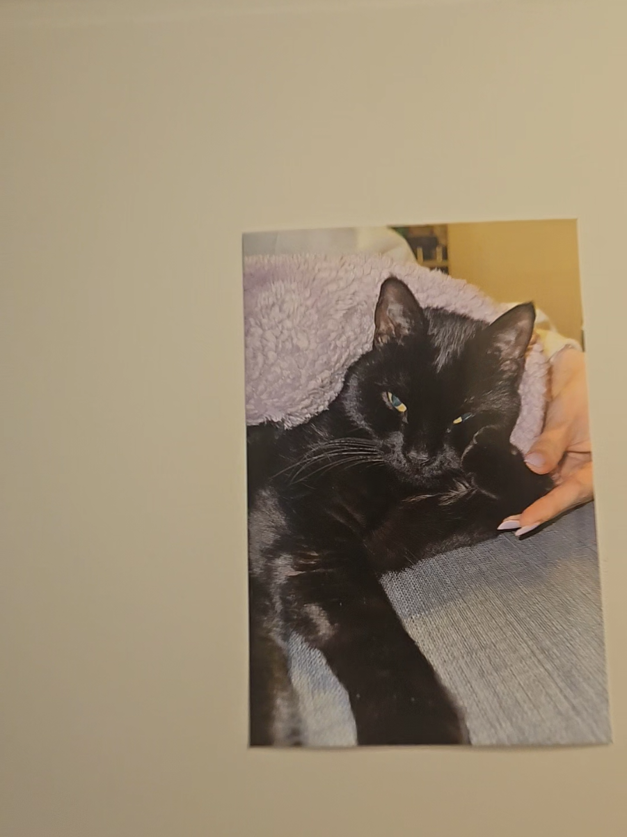 cette star 🤭 #cattok #blackcat #cat #chat #pettok 