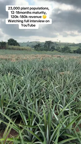I had the opportunity to visit Twin Rivers Farm . Charley, unless dem show you the way oh… Pineapple farming is ✅