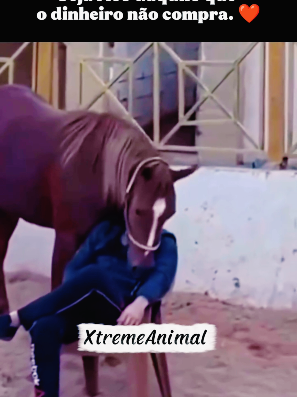❤️❤️💯 #animais #animaisfofos #emocionante #cavalo #fouryou 