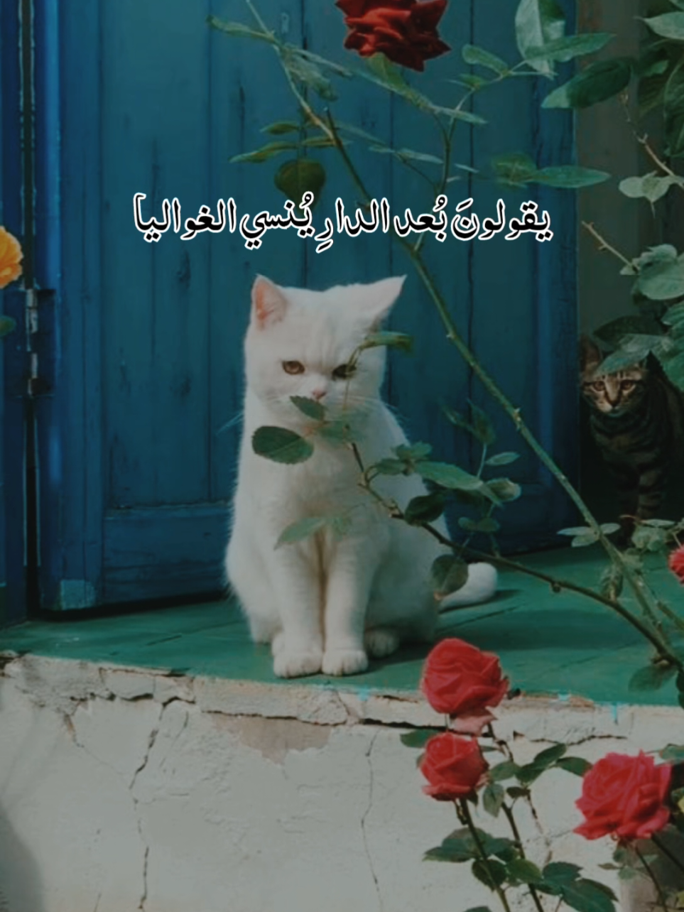 يقولونَ بُعدَ الدارِ تُنسي الغواليا🥹 #مؤثر #foryoupage #أكسبلور #لايك__explore___ #viraltiktok @🥀نٌےـسًےـمِےـة هےـِدُوُء🌹 @🥀نٌےـسًےـمِےـة هےـِدُوُء🌹 @🥀نٌےـسًےـمِےـة هےـِدُوُء🌹 @أصيل الأشعري🎙️ 