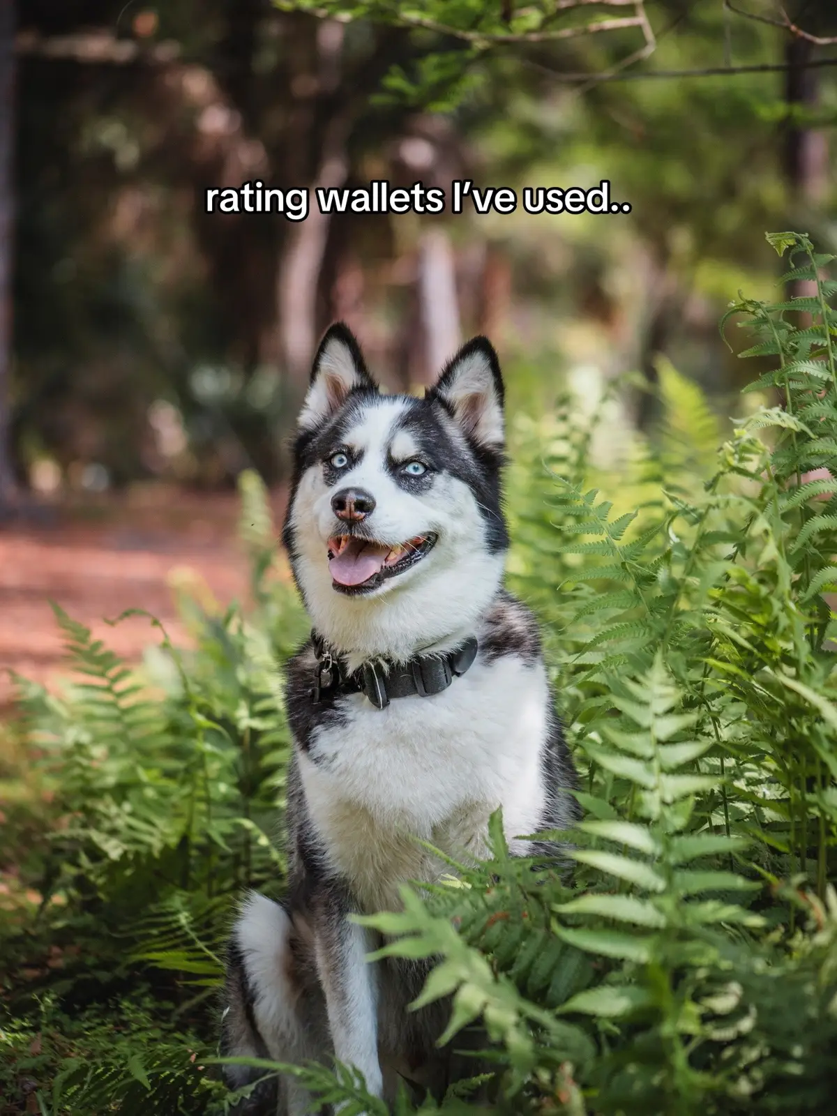 in my defense, I don’t even have pockets #wallet #ratingwallets #dogwallet 