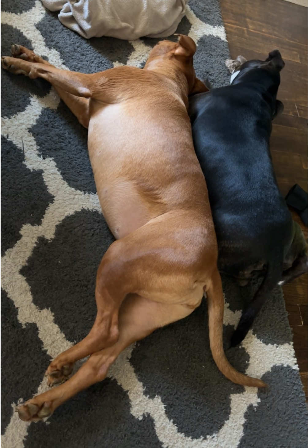 The struggles of having a Velcro sister… #dog #fyp #pitbull #velcrodog  #vizsla 