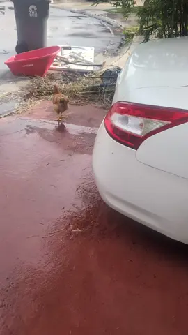 #chickenfriends 