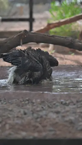 Splish splash, Apollo's taking a bath 🛁 Bald eagles are known to be neat freaks when it comes to their feathers. They clean their feathers by bathing in shallow waters as well as using their beaks to remove debris from their feathers, also known as preening!